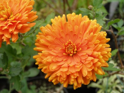 Chrysanthemum Dixter Orange